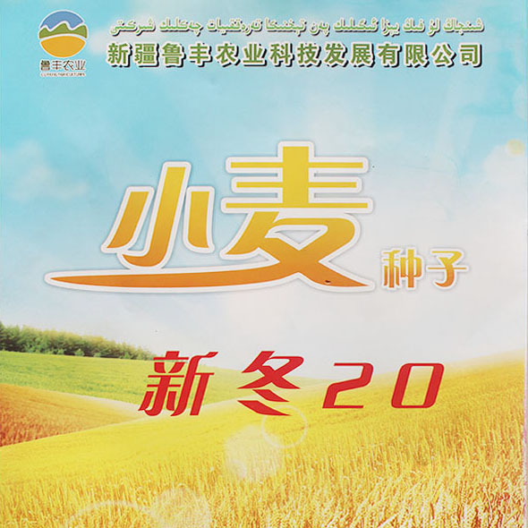 小麦新冬20
