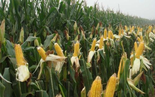 买玉米种子有哪些小窍门？