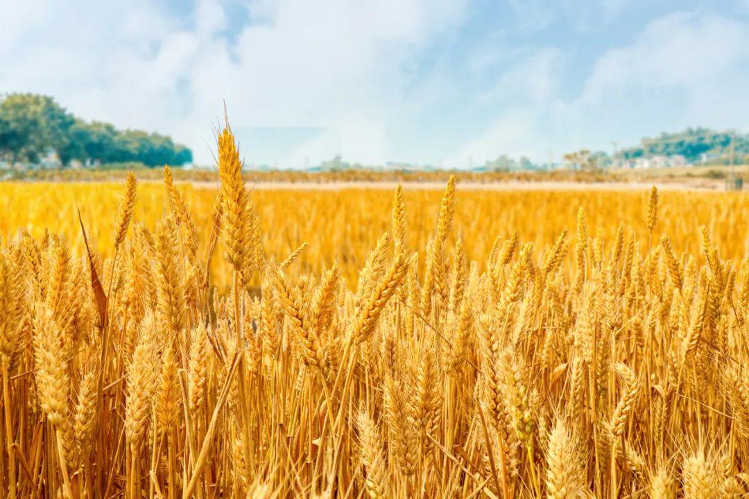 2021年我国夏粮丰收 产量增加297万吨