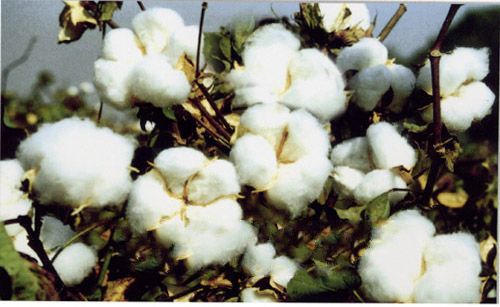 棉花播种需要注意什么？