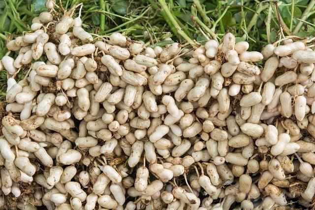 种花生怎么选择种子？