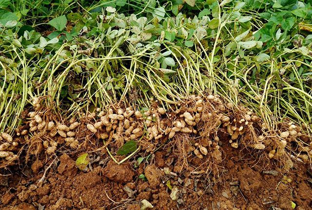 雨水多对花生有哪些影响？