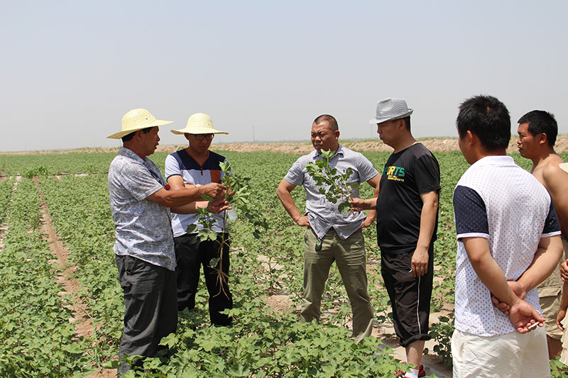 到伽师县棉花技术指导