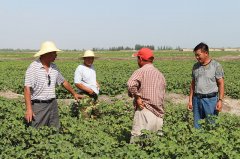 到岳普湖色也克乡进行棉花技术指导