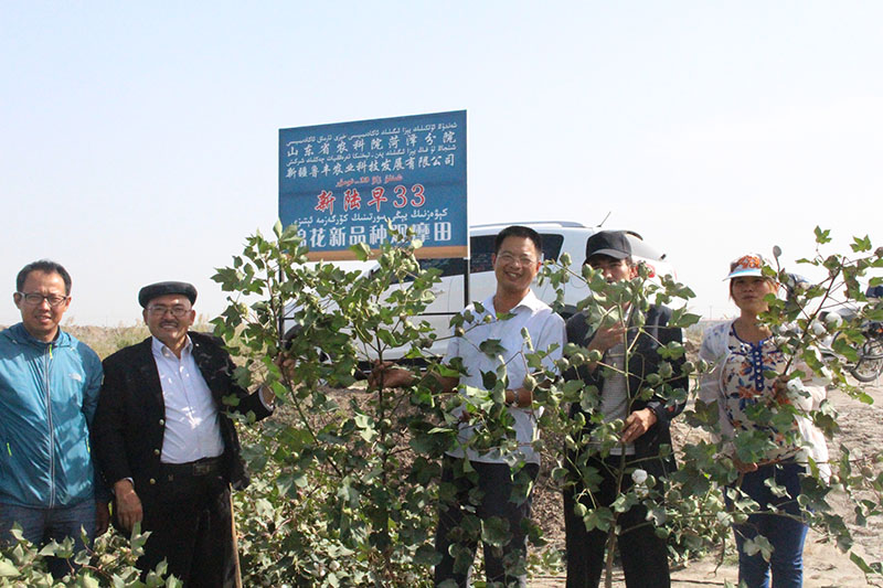 伽师县经销商看棉花