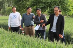 喀什地区管理站站长王新华考察公司小麦试验田