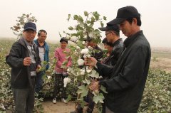 叶城县经销商及种植大户看棉花