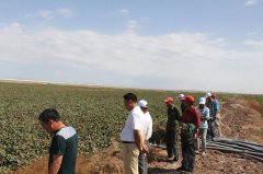 岳普湖种植户到伽师县基地看棉花