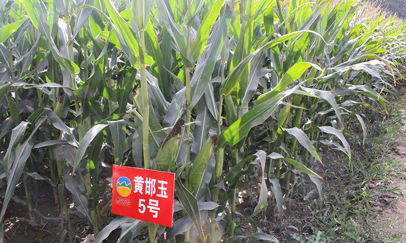 黄邯玉5号