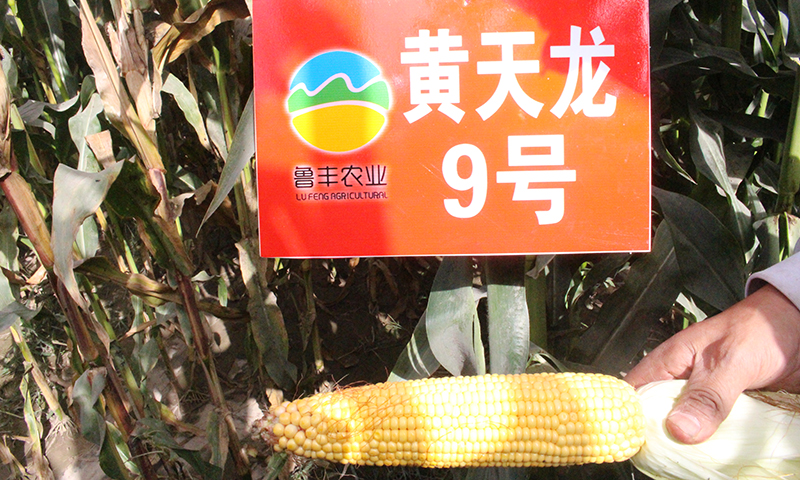 黄天龙9号