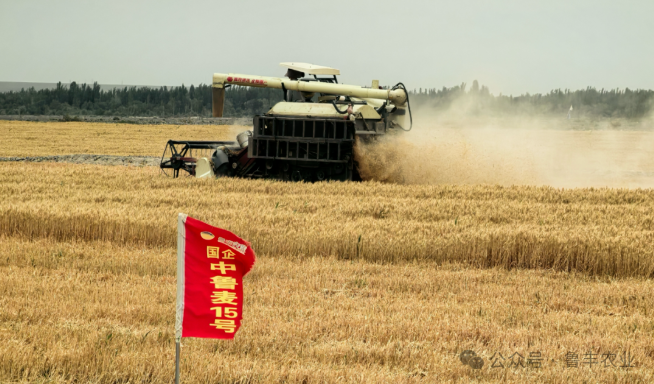 戈壁麦浪 | 菏泽财金集团权属鲁丰公司新疆造田开镰
